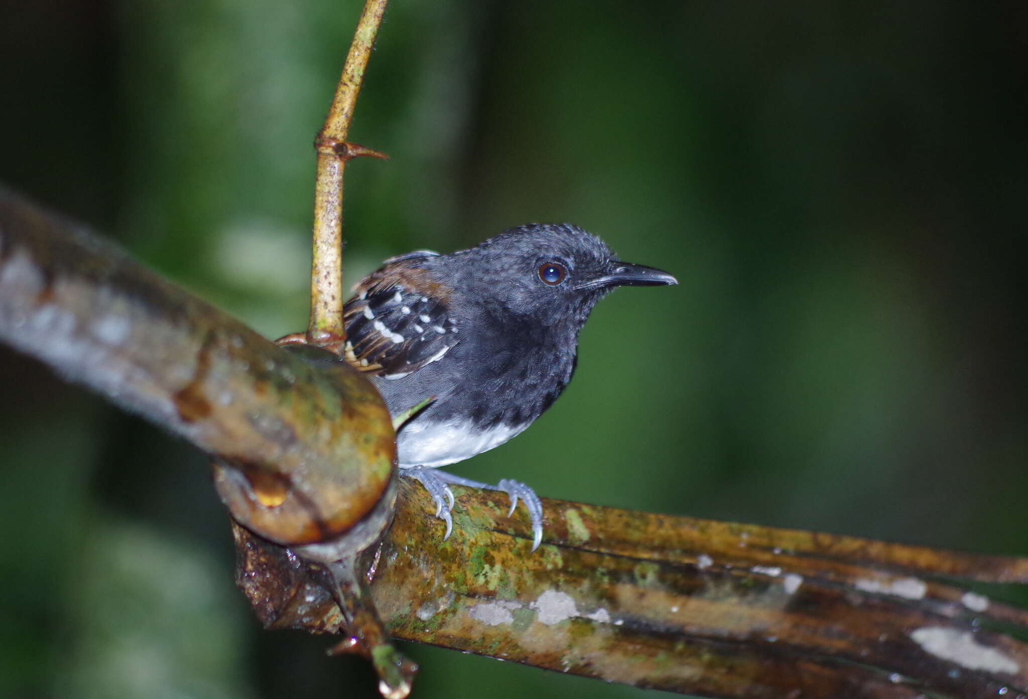 Image of Southern Chestnut-tailed Antbird