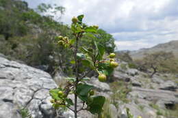 Imagem de Psorospermum cerasifolium Baker