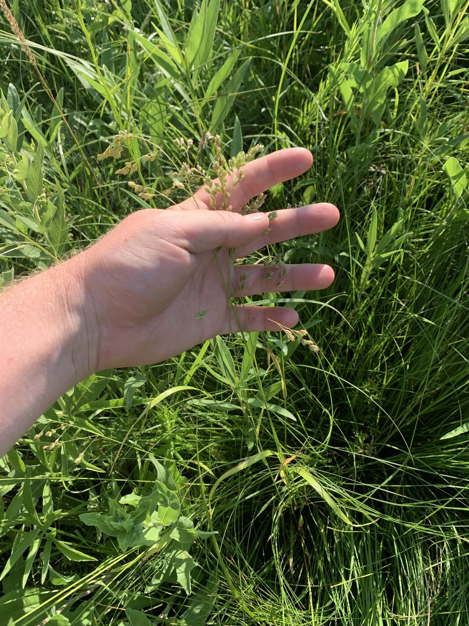 Image of Clustered Fescue