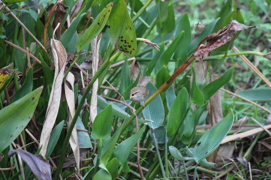 Image of Manchurian Bush Warbler