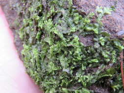 Image of Square-leaved Crestwort