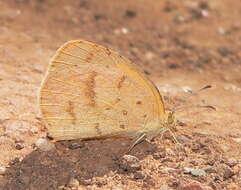 Слика од <i>Eurema <i>brigitta</i></i> brigitta