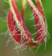 Image of Ceropegia lugardiae N. E. Br.