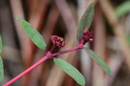 Imagem de Euphorbia gariepina subsp. balsamea (Welw. ex Hiern) L. C. Leach