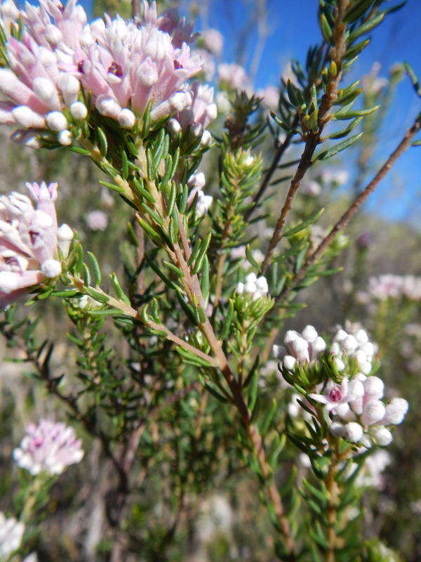 Image of Phylica lachneaeoides Pillans