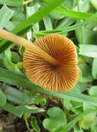 Image of Conocybe tenera (Schaeff.) Fayod 1889