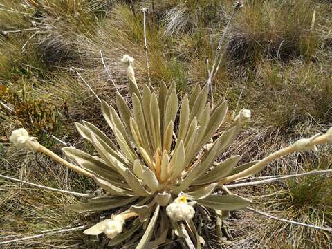 Image of Espeletia congestiflora Cuatrec.