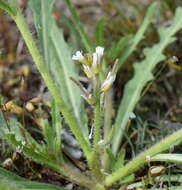 Image of Neotorularia torulosa (Desf.) Hedge & J. Léonard