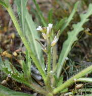 Imagem de Neotorularia torulosa (Desf.) Hedge & J. Léonard