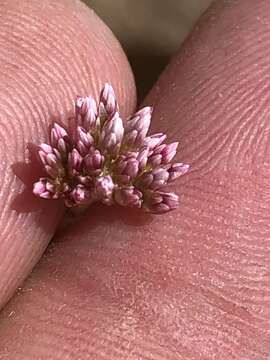 Image of Helichrysum tomentosulum (Klatt) Merxm.