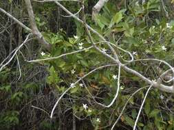 Image of Hyperacanthus pervillei (Drake) Rakotonas. & A. P. Davis