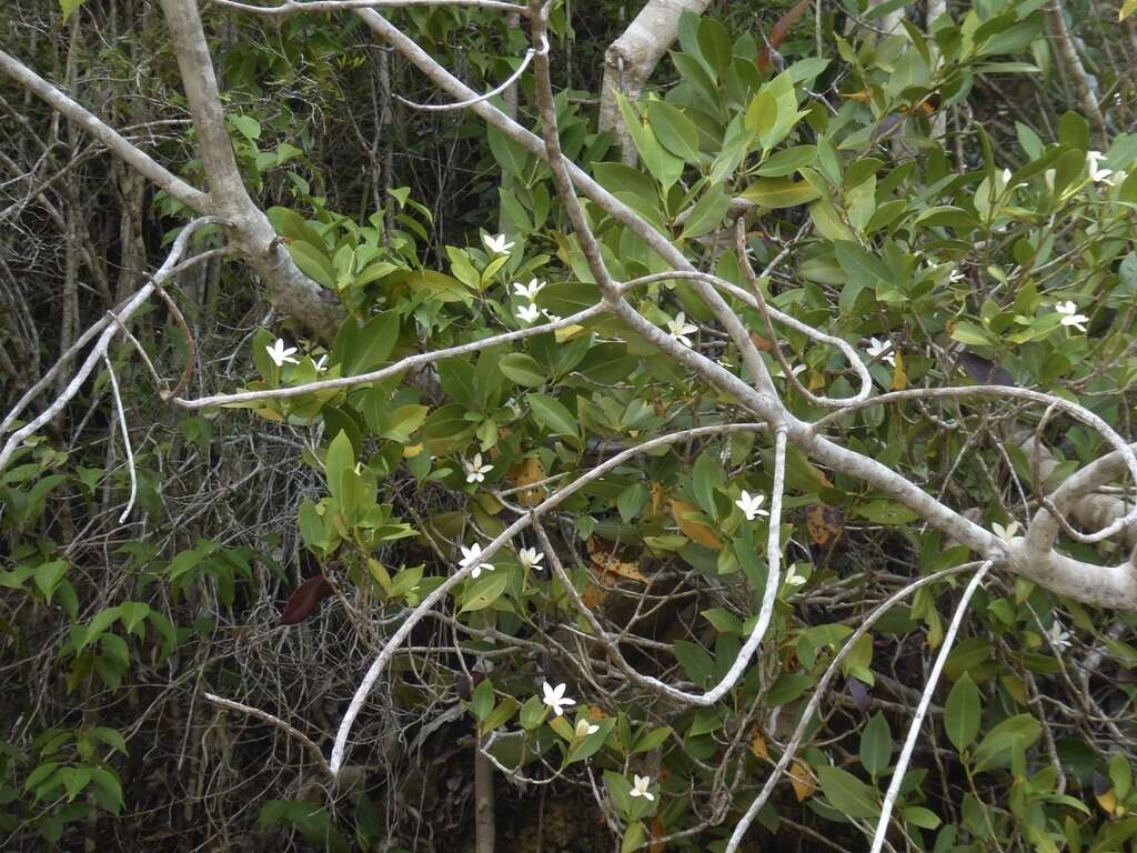 Hyperacanthus pervillei (Drake) Rakotonas. & A. P. Davis resmi