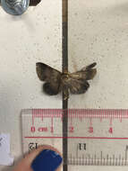 Image of Plecoptera luteiceps Walker 1865