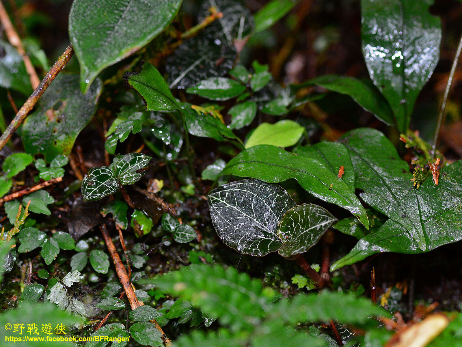 Image of Anoectochilus formosanus Hayata