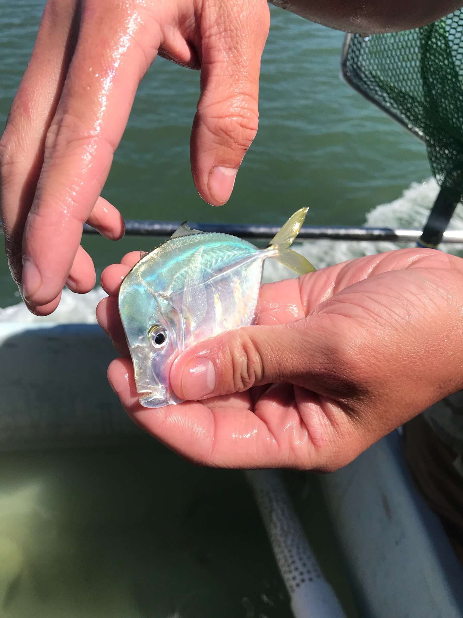 Image of Atlantic Moonfish