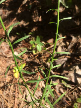 Image of smallhead blazing star