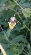 Image of Thalictrum macrocarpum Gren.