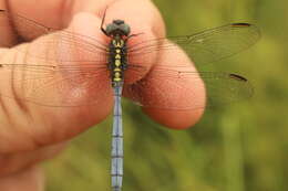 Image of Dark-shouldered Skimmer