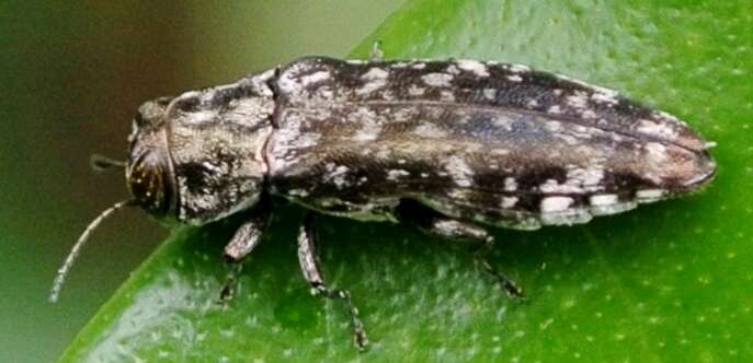 Agrilus occipitalis (Eschscholtz 1822)的圖片