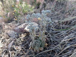 Image of San Bernardino Mountains liveforever