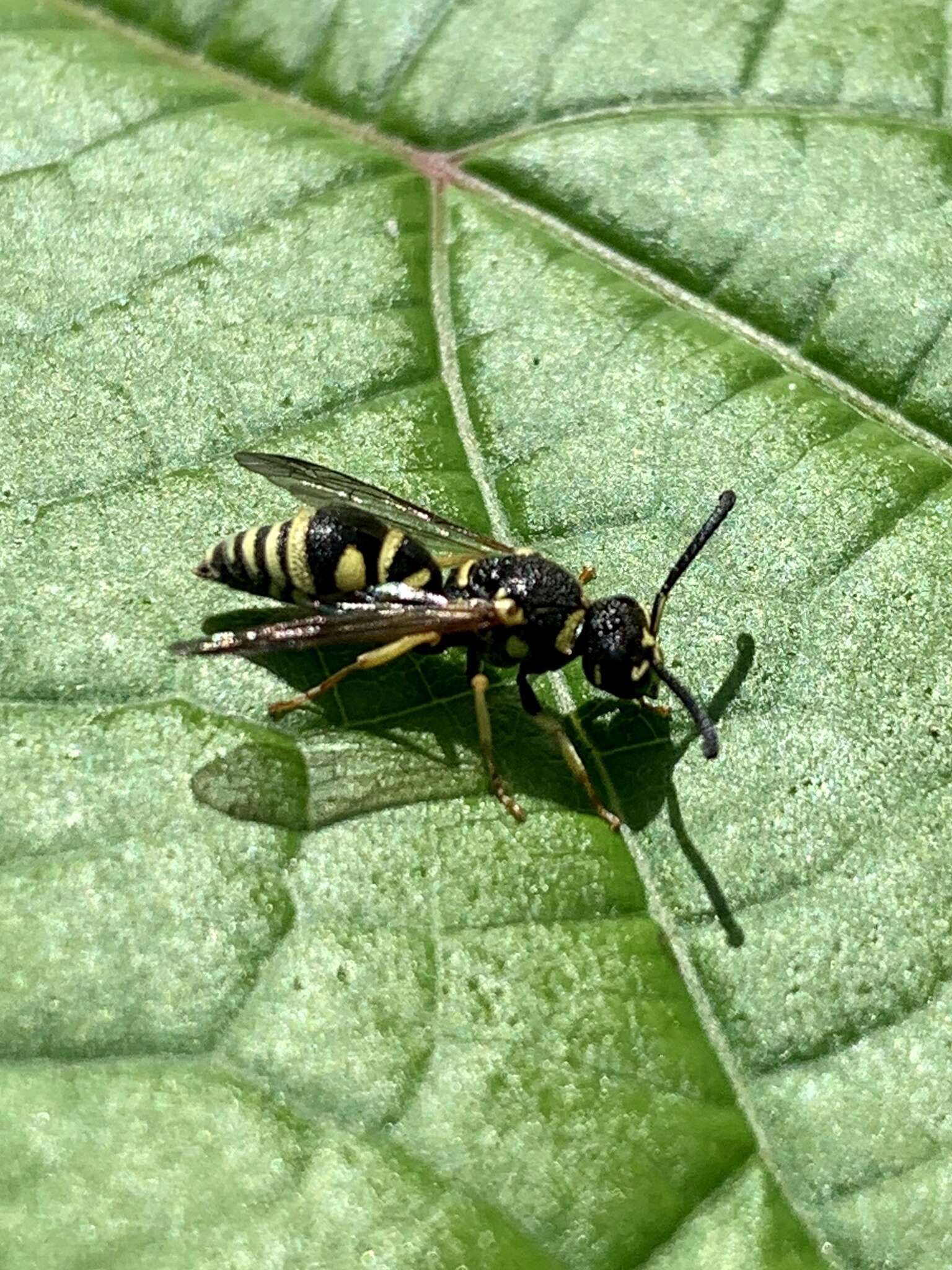 Image of Parancistrocerus leionotus (Viereck 1906)