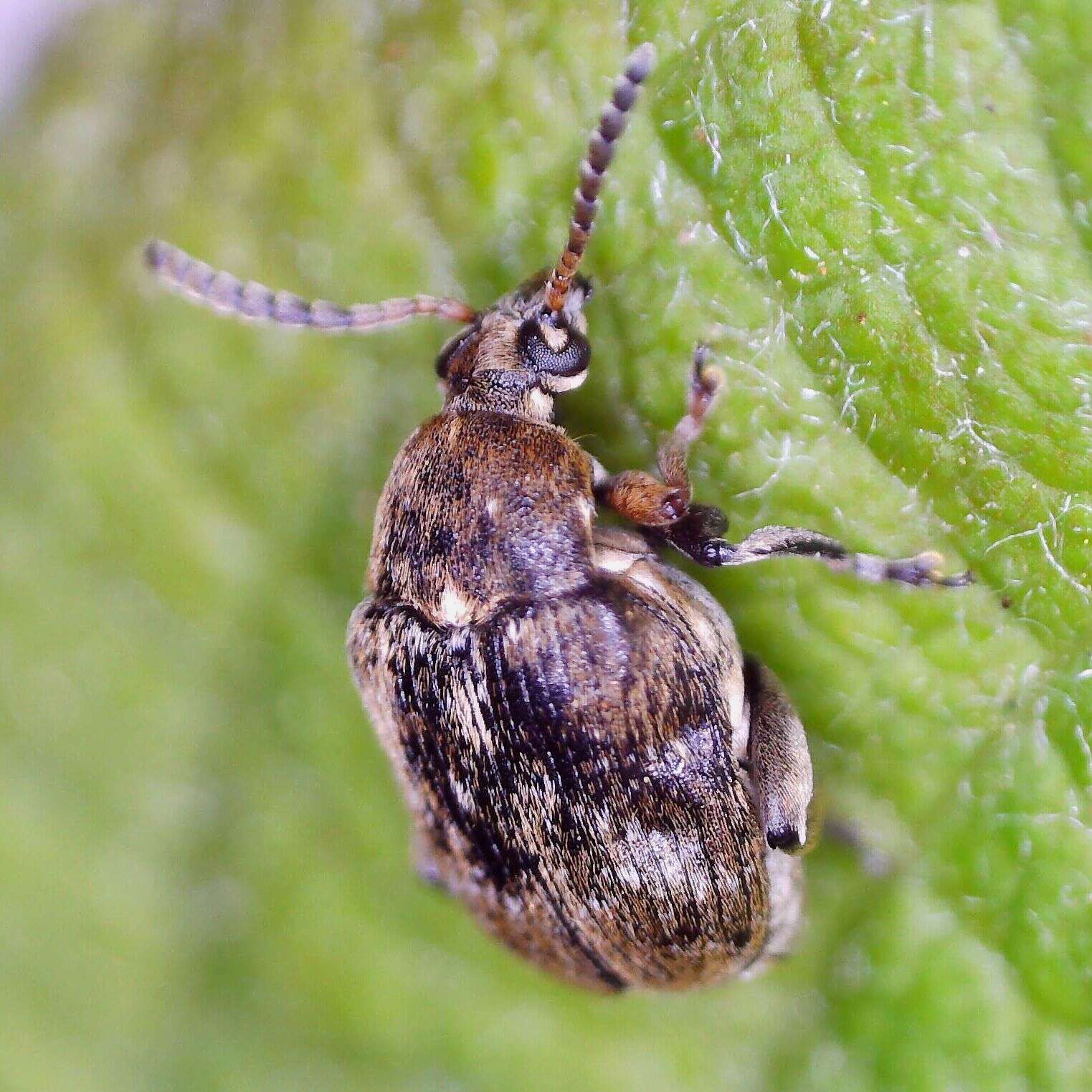 Image of Bean seed beetle