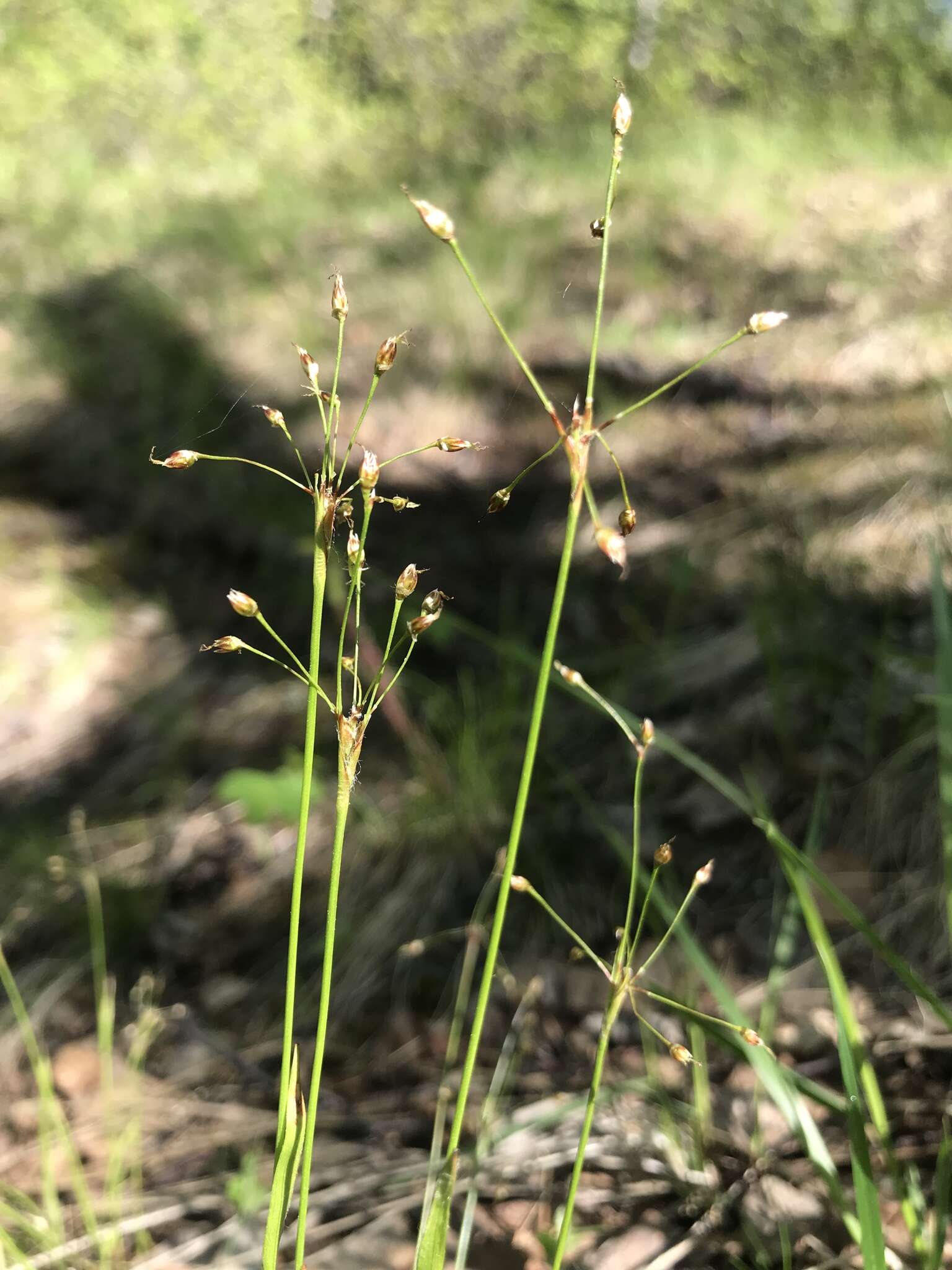 Image of Rufous Wood-Rush