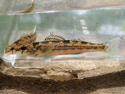 Etheostoma bellator Suttkus & Bailey 1993 resmi