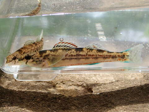 Plancia ëd Etheostoma bellator Suttkus & Bailey 1993