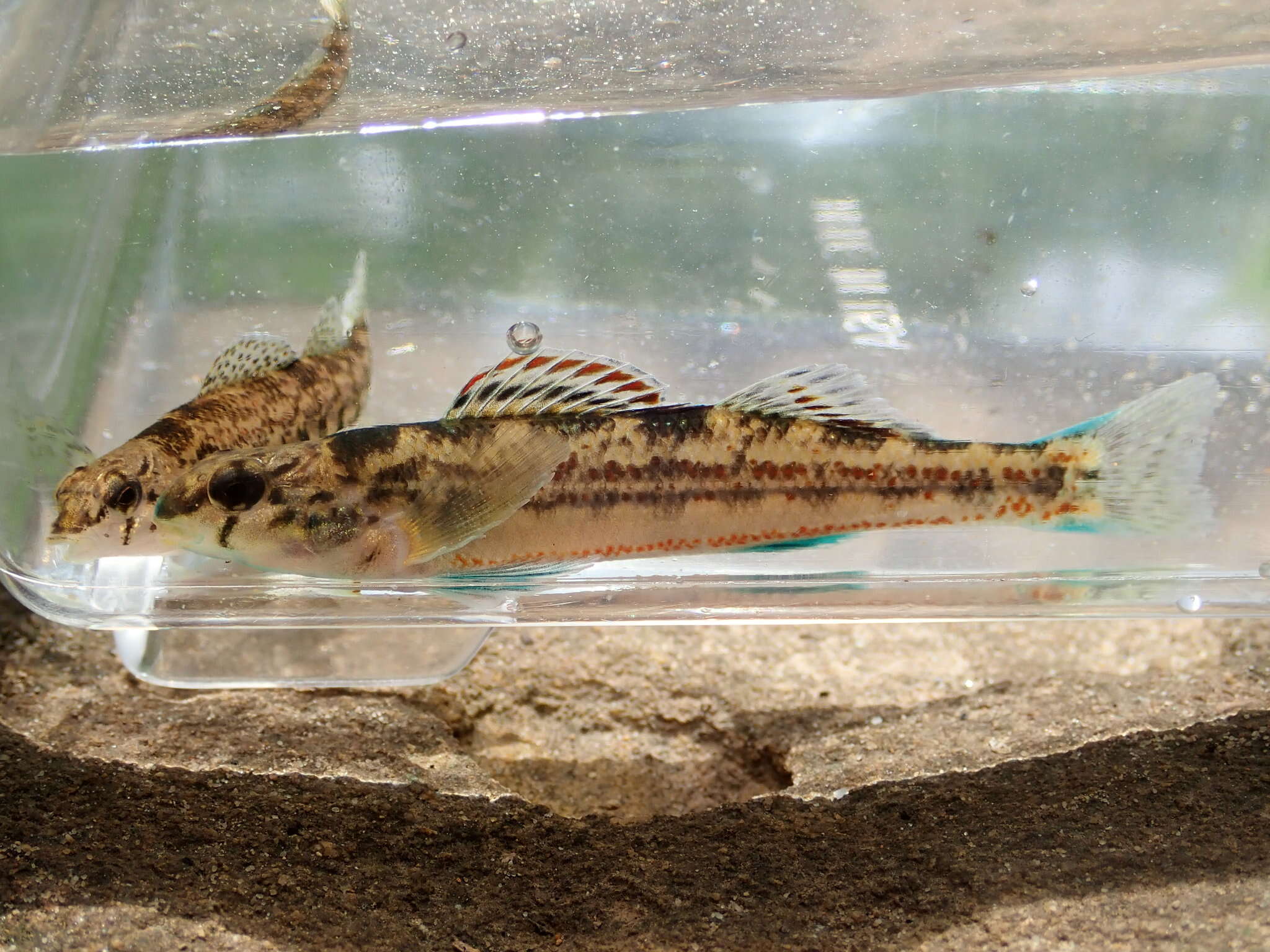 Etheostoma bellator Suttkus & Bailey 1993 resmi