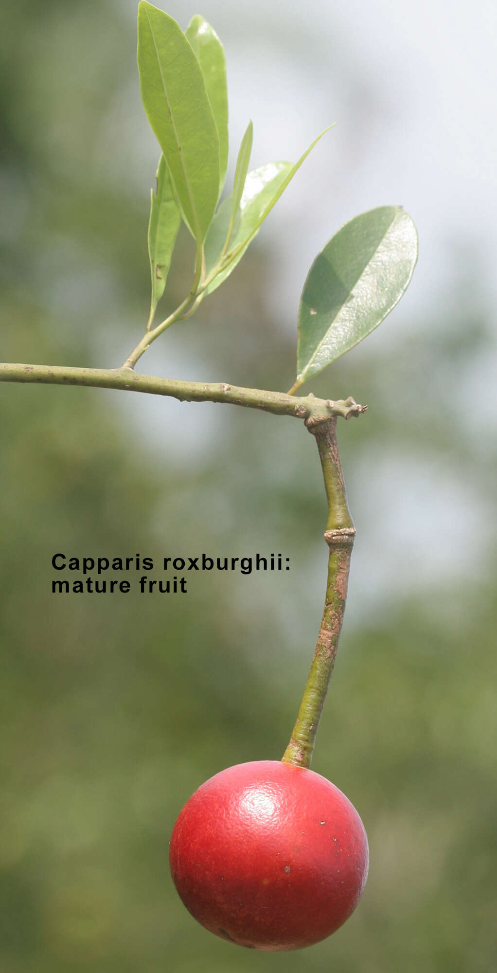 Image de Capparis roxburghii DC.