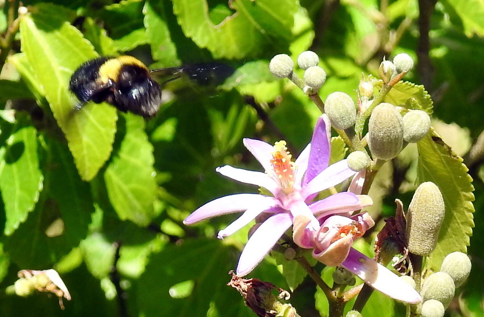 Plancia ëd Xylocopa flavicollis (De Geer 1778)