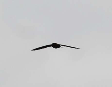 Image of Indian Swiftlet