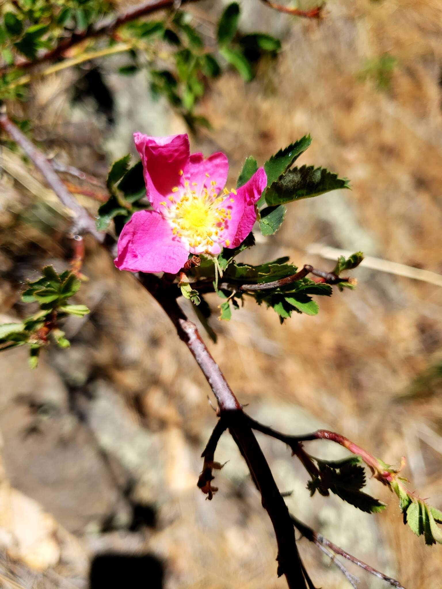 Sivun Rosa woodsii var. arizonica (Rydb.) W. H. Lewis kuva