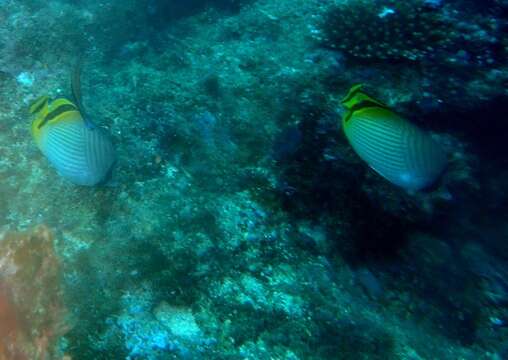 Image of Butterfly fish