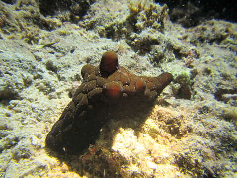 Image of velutin snail