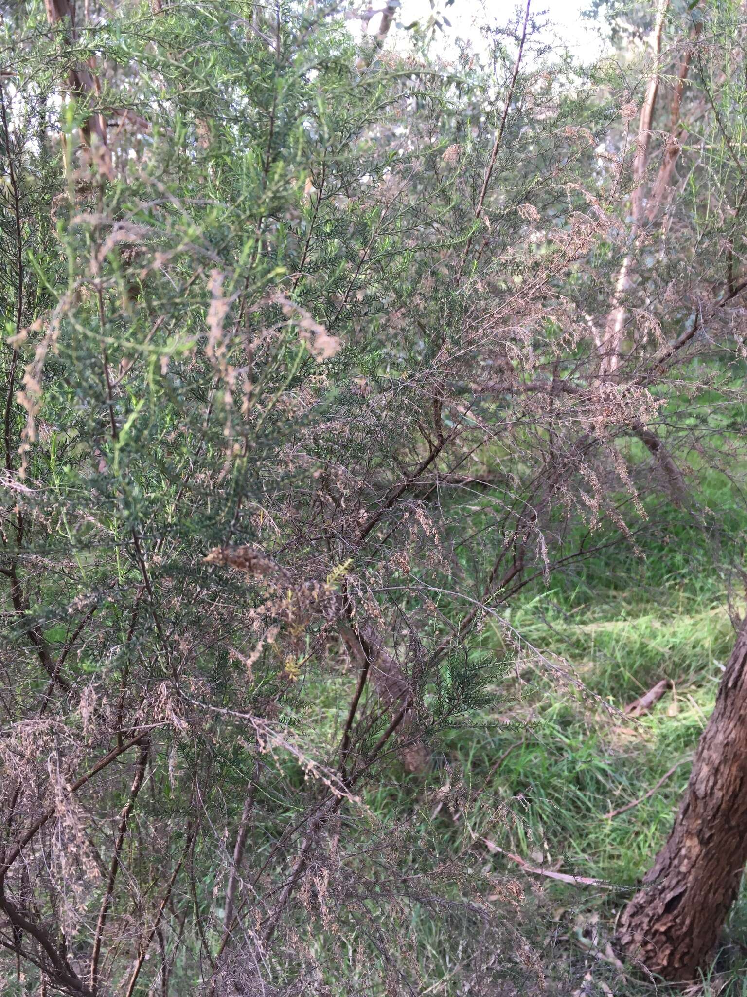 Image de Cassinia sifton Orchard