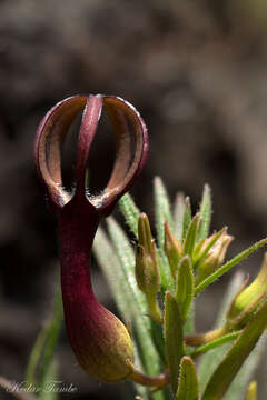 Image of Ceropegia jainii M. Y. Ansari & B. G. Kulkarni