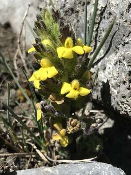 Image of Neobartsia diffusa (Benth.) Uribe-Convers & Tank