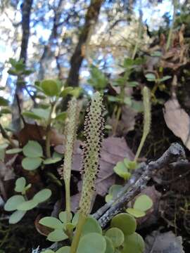 Image of Peperomia berlandieri Miq.