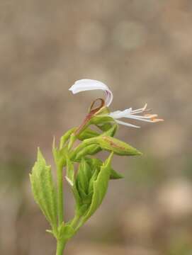 Imagem de Pelargonium ribifolium Jacq.