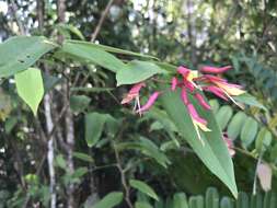 Image of Bauhinia jenningsii P. Wilson