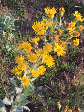 Слика од Heterotheca grandiflora Nutt.