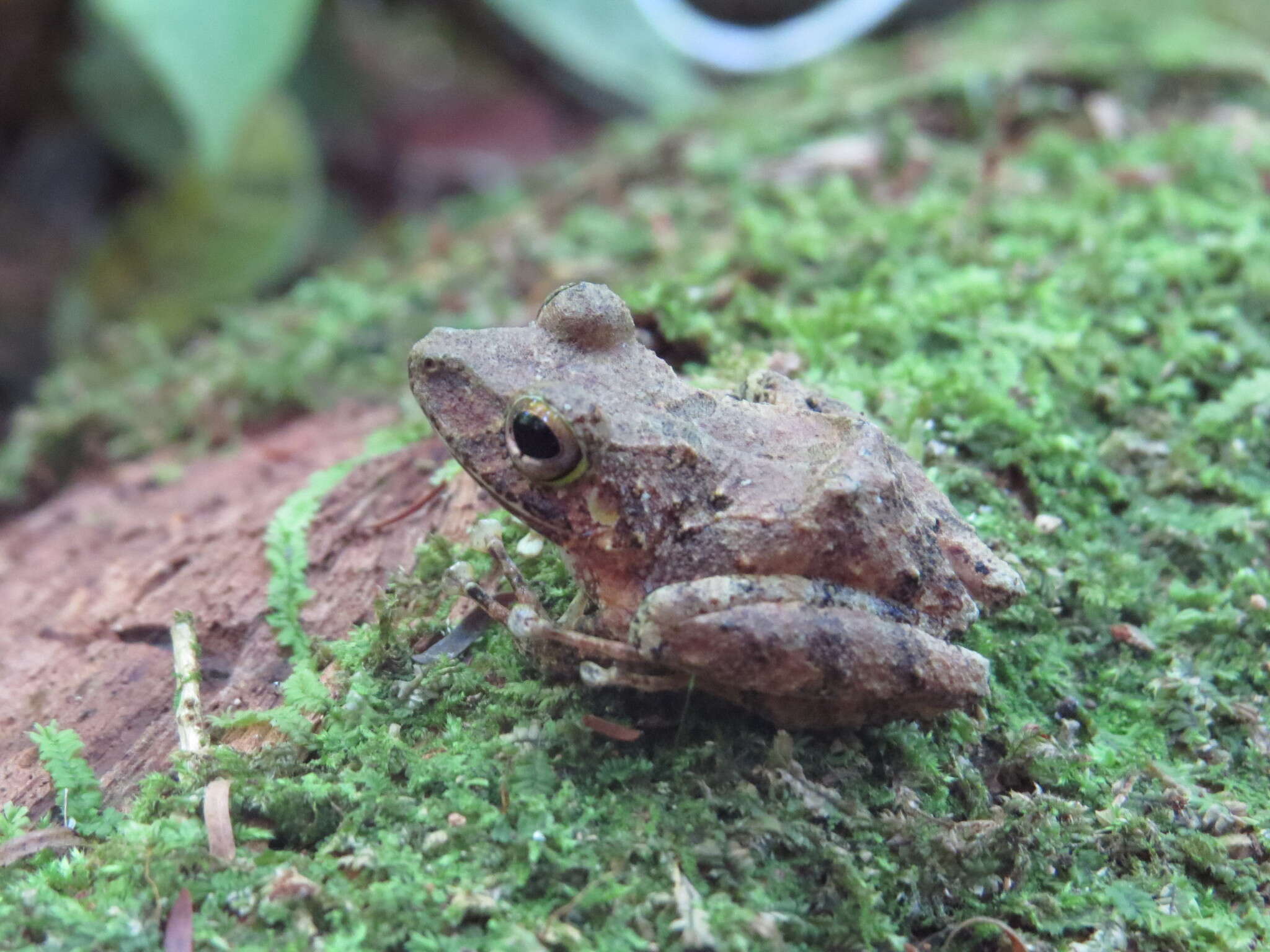 Plancia ëd Pristimantis cerasinus (Cope 1875)