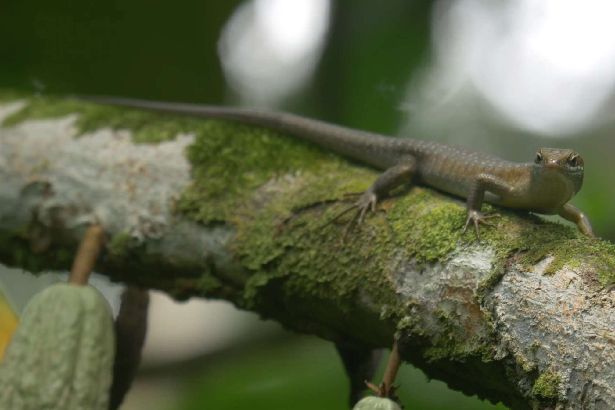 Image of Trachylepis thomensis Ceríaco, Marques & Bauer 2016