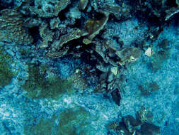 Image of Pavona coral