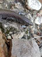 Image of Southern Rock Lizard
