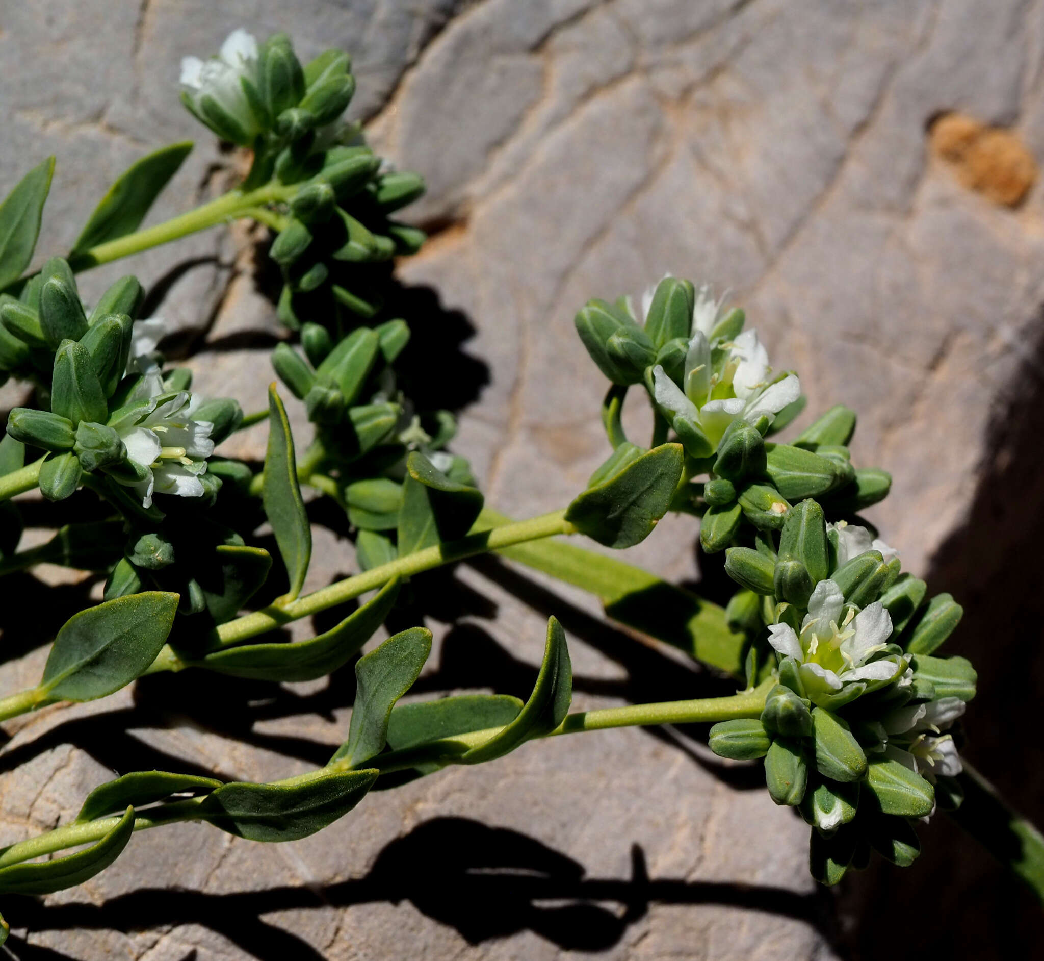 صورة Telephium imperati L.