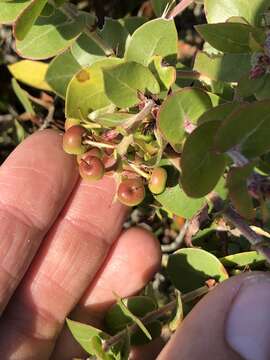 Image de Arctostaphylos osoensis P. V. Wells