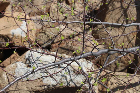 Image of Bursera laxiflora S. Wats.